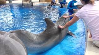 Petting amp Feeding Dolphins [upl. by Letitia]