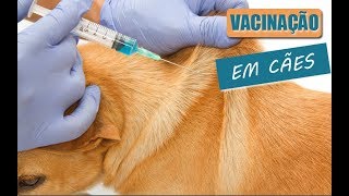 Veterinária explica sobre as vacinas em cães filhotes [upl. by Perren]