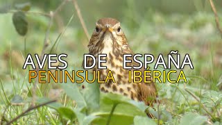 ❤️ ZORZAL COMÚN TURDUS PHILOMELOS AVES DE ESPAÑA 4K [upl. by Airotkciv578]