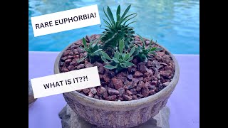 Rare Euphorbia Cocklebur Hybrid Succulent  Episode 152 [upl. by Weatherby]