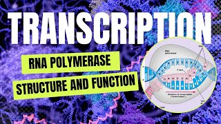 The Secrets of Bacterial RNA Polymerase Structure Function and Key Subunits Explained Examtube [upl. by Sass]