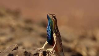 Fan throated lizard [upl. by Gilburt]