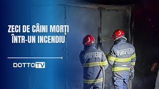 Zeci de câini morți întrun incendiu la Valu lui Traian [upl. by Hal426]