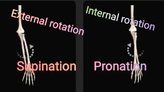 Radioulnar jointInternal and External Rotation [upl. by Lolanthe]