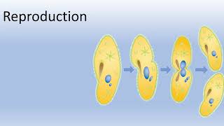 Unveiling the Marvels of Paramecium A Microscopic World Revealed [upl. by Adnuahsor]