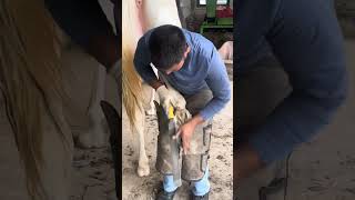 Horse farrier job  Barkat Ali farrier [upl. by Houlberg856]