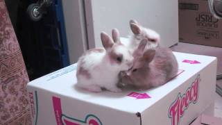 Baby Bunnies Fight Over Piece of Lettuce [upl. by Ailecnarf]