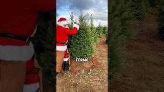 How Christmas trees are grown and prepared shorts [upl. by Maker]