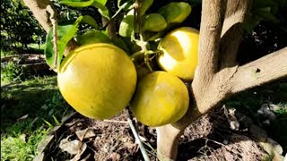 WOW AWESOME Pomelo  First Fruits Coming [upl. by Ursal57]