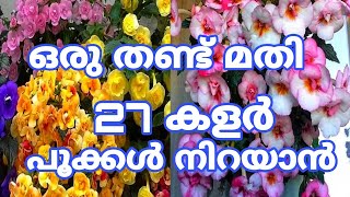 ഒരു ചെടിയിൽ തന്നെ പല കളർ പൂക്കൾ തിങ്ങി നിറയും Achimenes plant care tips [upl. by Eliot100]