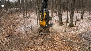 Ponsse Scorpion King cutting maple ponsse scorpionking hardwood [upl. by Aeslehs]