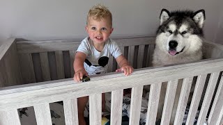 Giant Husky Wont Leave Babies Bed They Are So Cute Together [upl. by Enytnoel]