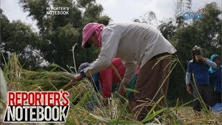 Reporters Notebook Bagsakpresyong halaga ng palay paano binabawi ng mga magsasaka [upl. by Aynod]