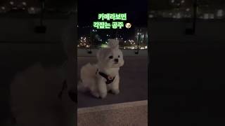 나보다 이쁜 말티🐶있으면 나와봐 [upl. by Fransisco510]