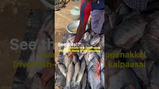 ✨Today ✅Hogenakkal ☑Fish 🙌Seller Explain🤗 Types Of 🐠Fish fishmarket viral ontrending hogenakkal [upl. by Enitsuj]