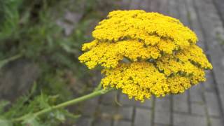 Yellow Yarrow  Goldgarbe Achillea Filipendulina [upl. by Bryanty]