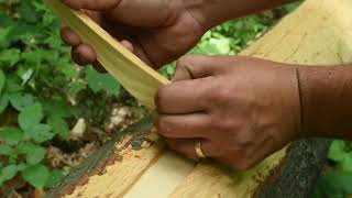 23 Harvesting Hickory Bark [upl. by Crary]