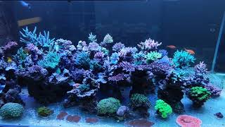 SPS Reef Tank without skimmer [upl. by Syah69]