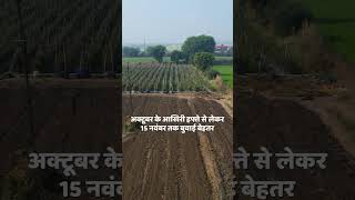 Cultivation of Chick pea farming khetibadikisanicarbscagriagristudentagriculturechickpeas [upl. by Lennad]