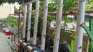 Build Vertical hydroponic farming with Aeroponic System aeroponic hydroponics [upl. by Dian]