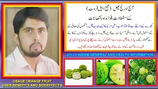 Osage orange phal kay fawaid aor nuqsan  Maclura pomifera fruit uses benefits and sideeffects [upl. by Aikit]