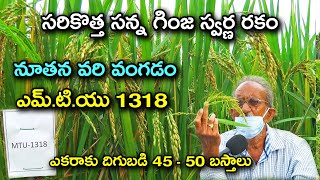 స్వర్ణకు ప్రత్యామ్నాయంగా నూతన వరి వంగడం ఎమ్టియు 1318 New Paddy Variety MTU 1318 Karshaka Mitra [upl. by Salomon]