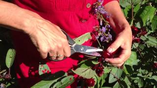 How to harvest rosellas [upl. by Sahc998]