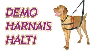 Harnais Halti antitractions pour chiens [upl. by Aicyla]