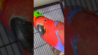 Rare and Beautiful Grand Eclectus Parrots [upl. by Annabell]