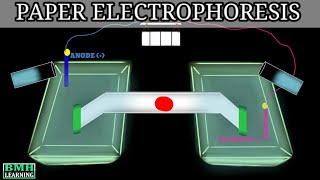 Paper Electrophoresis  Zone Electrophoresis  Electrophoresis [upl. by Phiona]