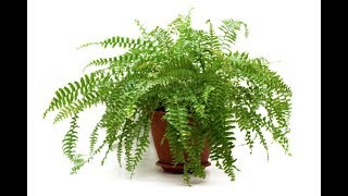 How to Propagate Boston Fern plantHow to divide fern plant [upl. by Yeliak628]