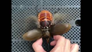 Elephant beetle Megasoma elephas elephas flying [upl. by Nelsen614]