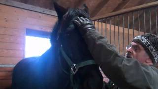 Equine Cranial Sacral TherapyHead Shaking Syndrome [upl. by Eniamerej]