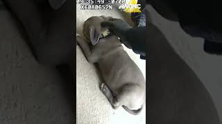 VIDEO Narcan given to puppy after accidental fentanyl OD [upl. by Esinej]