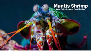 Mantis Shrimp Natures Underwater Punching Bag [upl. by Blanchard502]