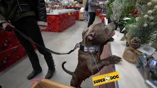 Staffordshire Bull Terrier  trip to shopping center [upl. by Nyberg]