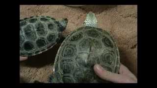 How To Tell IF Your Diamondback Terrapin Is Male or Female [upl. by Nikaniki]