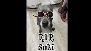 RIP Suki [upl. by Guntar152]