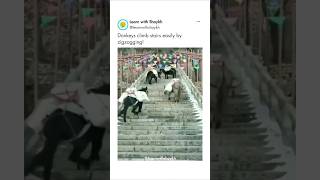 🫏 Donkeys cleverly climb stairs by zigzagging🪜 Learn with Shaykh💡life facts trending shorts [upl. by Gris]