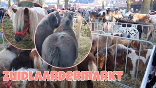 PAARDENMARKT ZUIDLAREN 2024 Nemen we dit jaar een pony mee vlog 184 [upl. by Valer577]