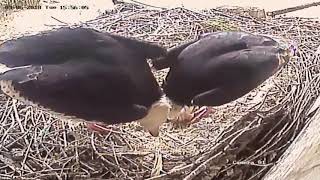 Whiteheaded Vulture chick hatching [upl. by Aronoh518]