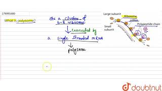 What is polysome  11  CELL  AS THE BASIC UNIT OF LIFE  BIOLOGY  SANTRA PUBLICATION  Dou [upl. by Llenrap]