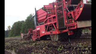 Dewulf R3060 harvesting red beets [upl. by Albertson]