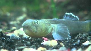 HD SUPER Close Up On Desert Goby Chlamydogobius eremius [upl. by Allertse]