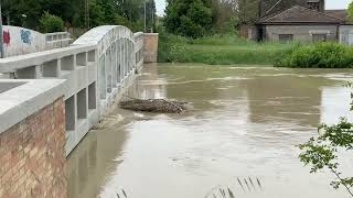 Alfonsine ore 1500 ponte della ferrovia sul Senio aggiornamento [upl. by Sausa304]