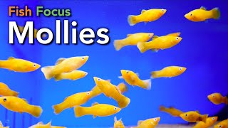 Fish Focus  Mollies [upl. by Ellehsyt]