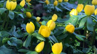 Eranthis hyemalis “Winter Aconites”  FarmerGracycouk [upl. by Jacobah]