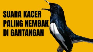 Suara Kicau KACER BETINA [upl. by Arammahs]