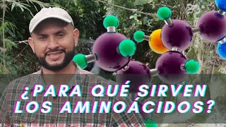 ¿Para qué sirven los aminoácidos [upl. by Oderfliw]