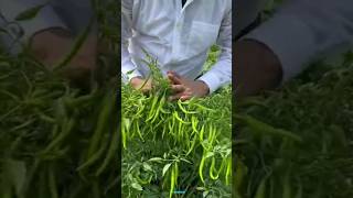 New technique for growing chilli plants chilli chilligrafting farming viral shorts [upl. by Inava951]